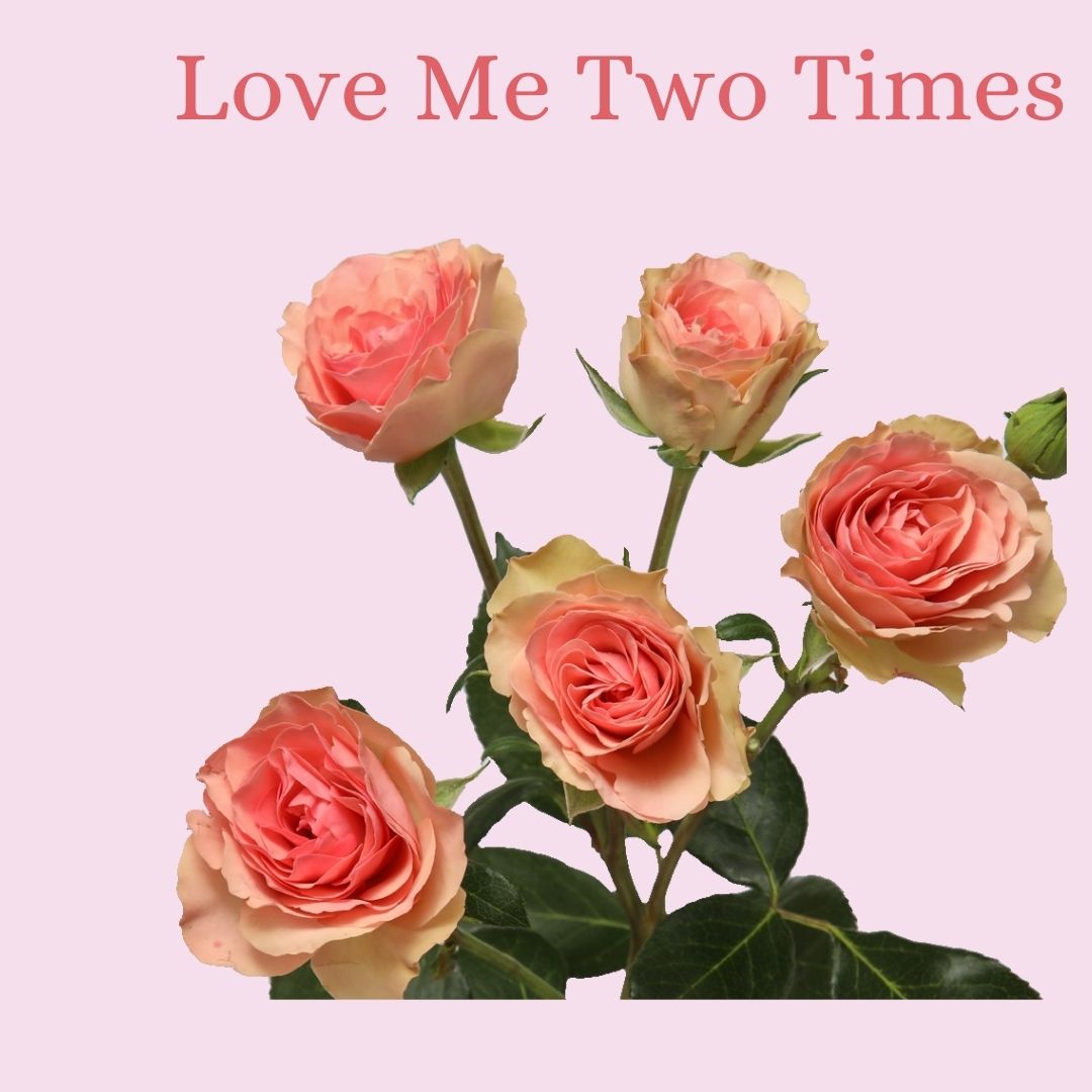 ROSE BR. ROSA LOVES ME 2 TIMES 40